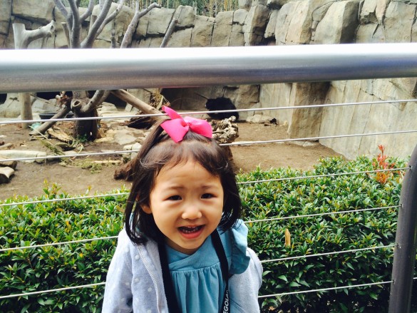 Roxy with a black bear in the background at the San Diego Zoo